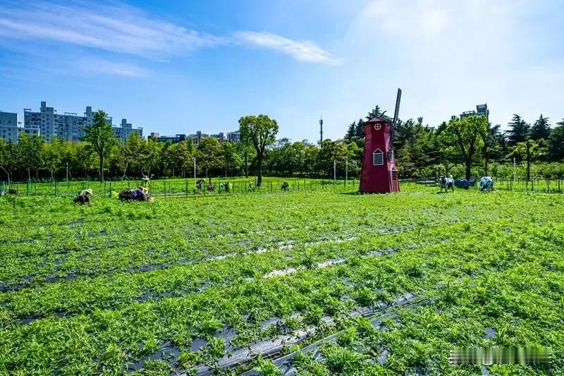 ​农损严重！台风过后农户积极自救​，农业保险的关键作用与政策支持亟待深化​，风对