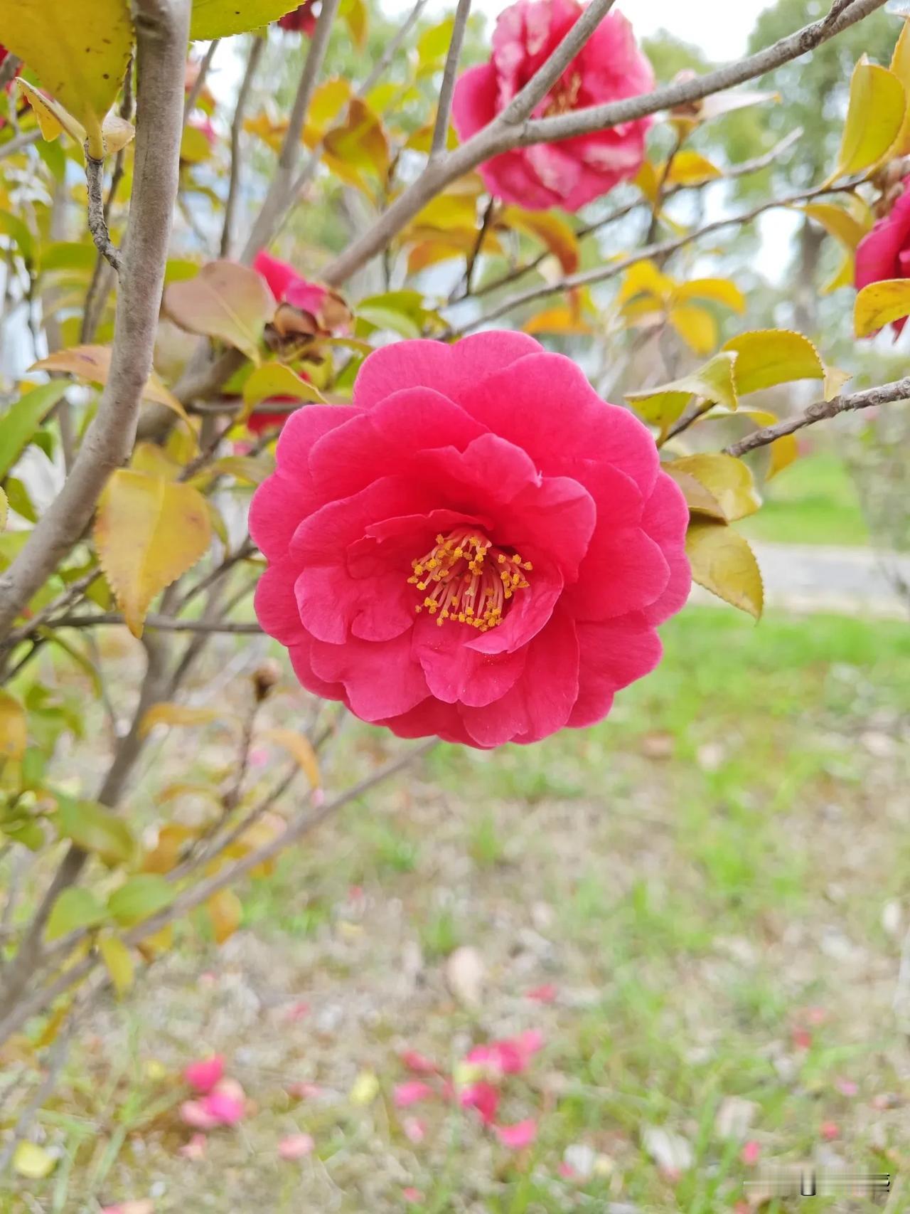 春日生活打卡季茶花美拍欣赏