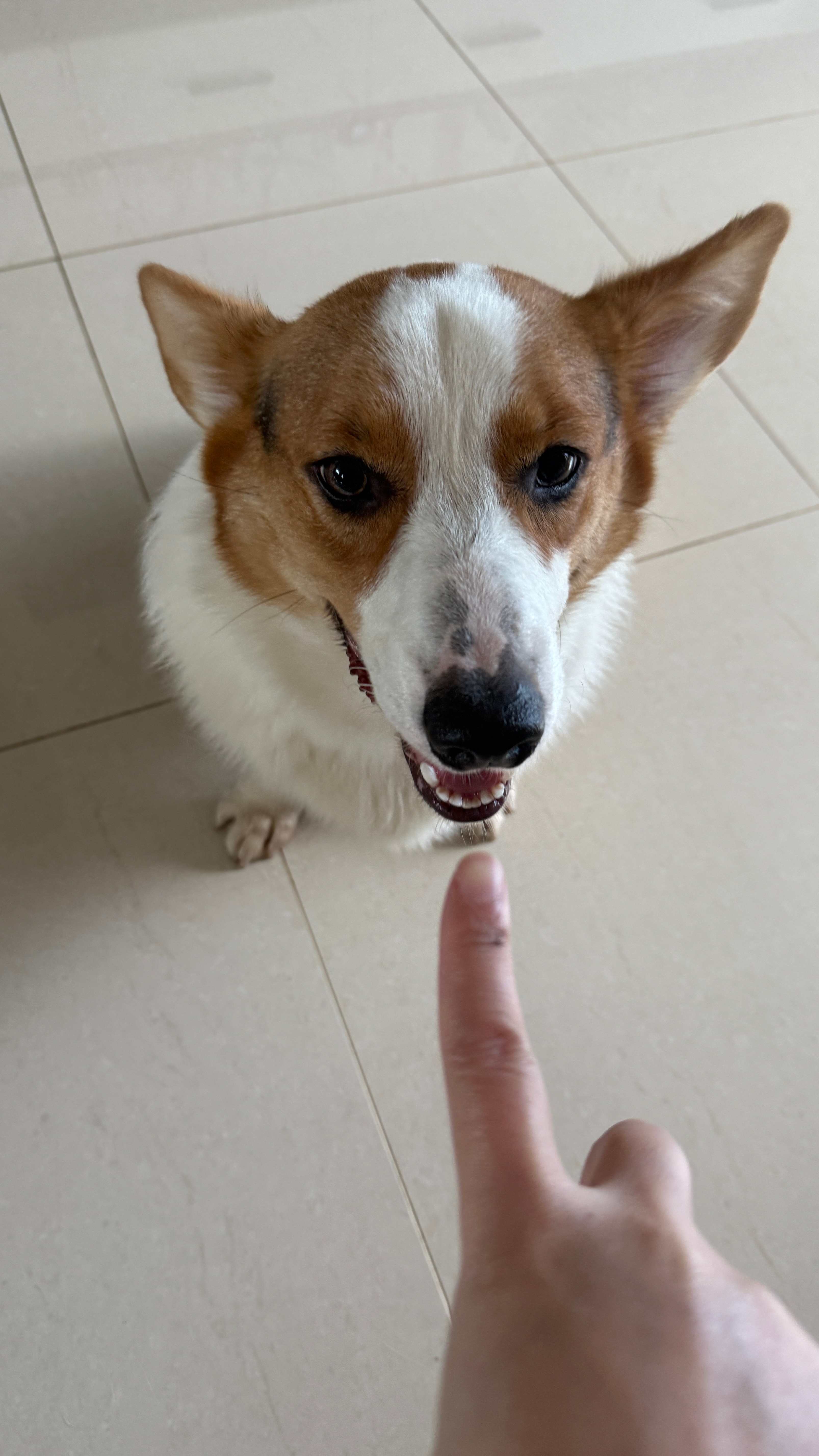 胖猫胖狗 ​​​