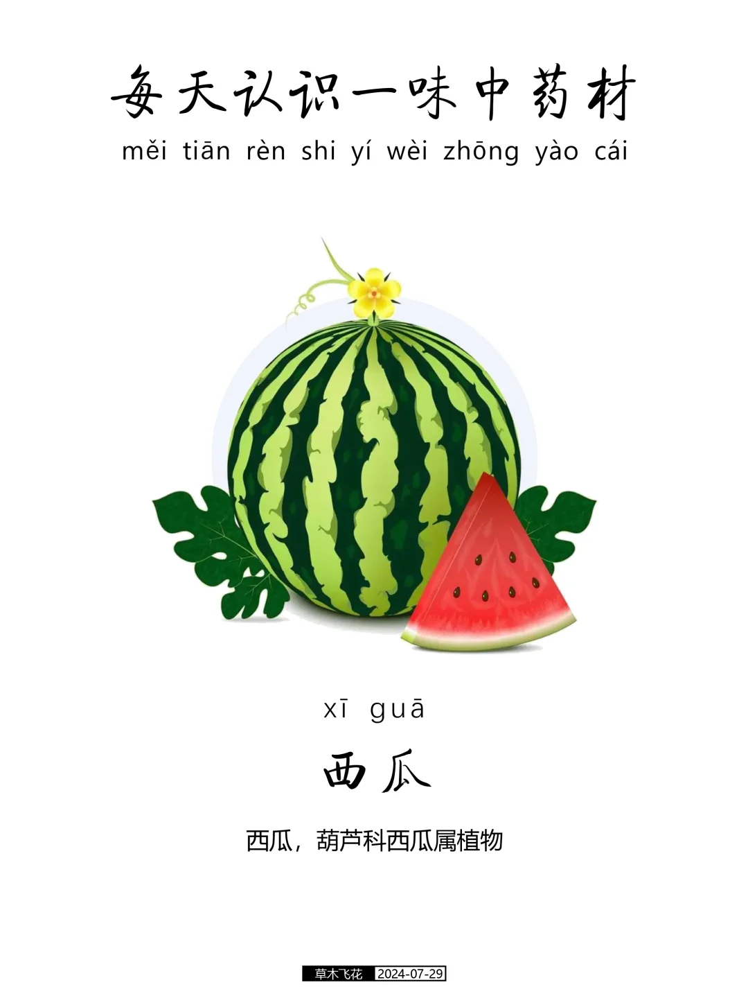 N0.433期 每天认识一味中草药-西瓜🍉