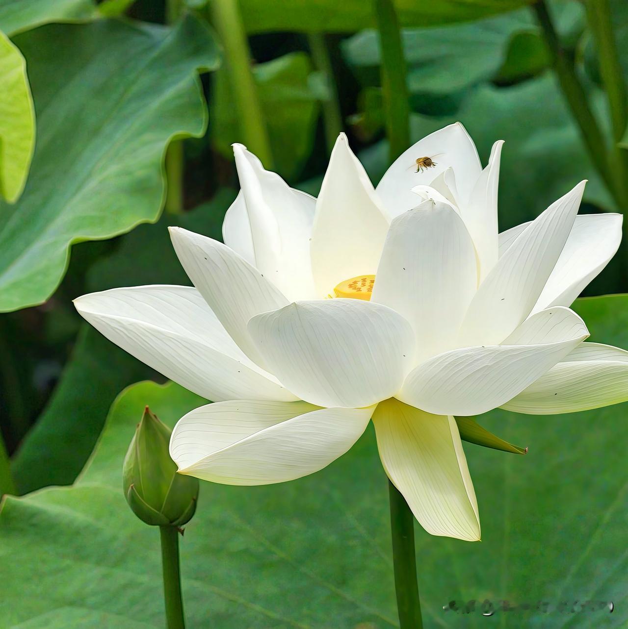 当我看到一朵白莲花在水面上盛开，那场景简直绝了。它白得纯粹，没有一丝杂质，花瓣层