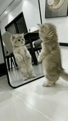 小猫儿在寻思，这是我还是另一个小猫？转了一圈没发现他应该醒悟了。