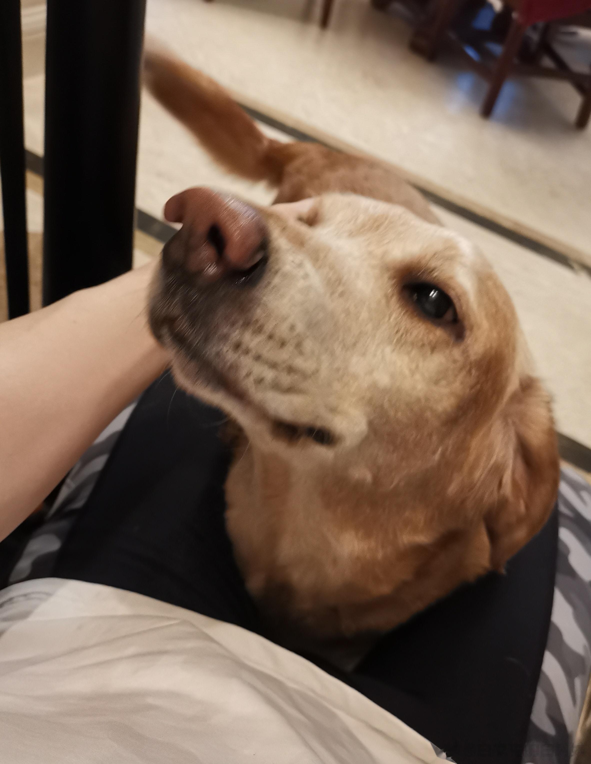 🐶多：家里好像少点啥，又好像没少[二哈] ​​​
