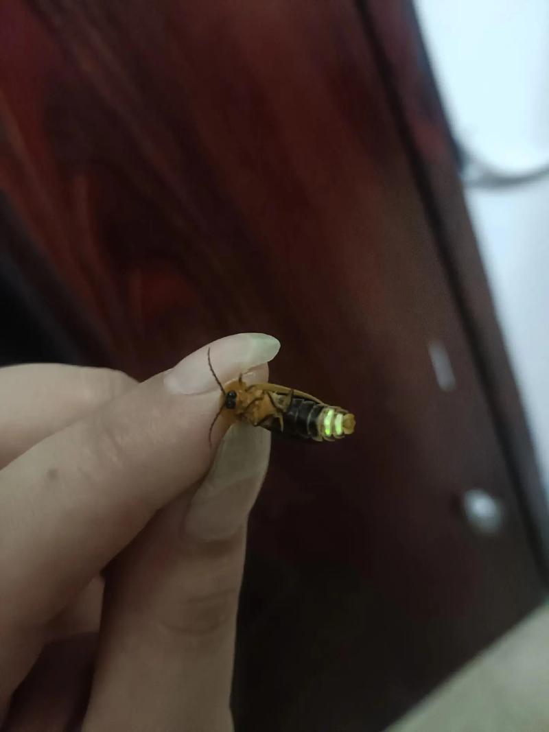 小时候放暑假去奶奶家住，每天最期待天黑，吃过晚饭，大人孩子都会陆续出来，在巷子头