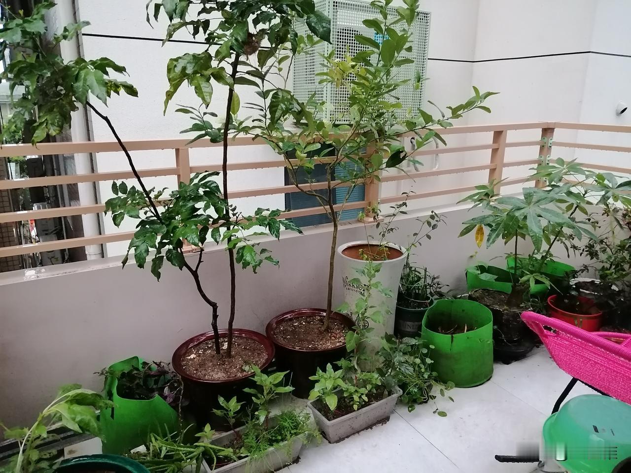 退休第617天，早安！

幸亏昨天白天下大雨，我发现阳台排水不畅的问题，然后又及