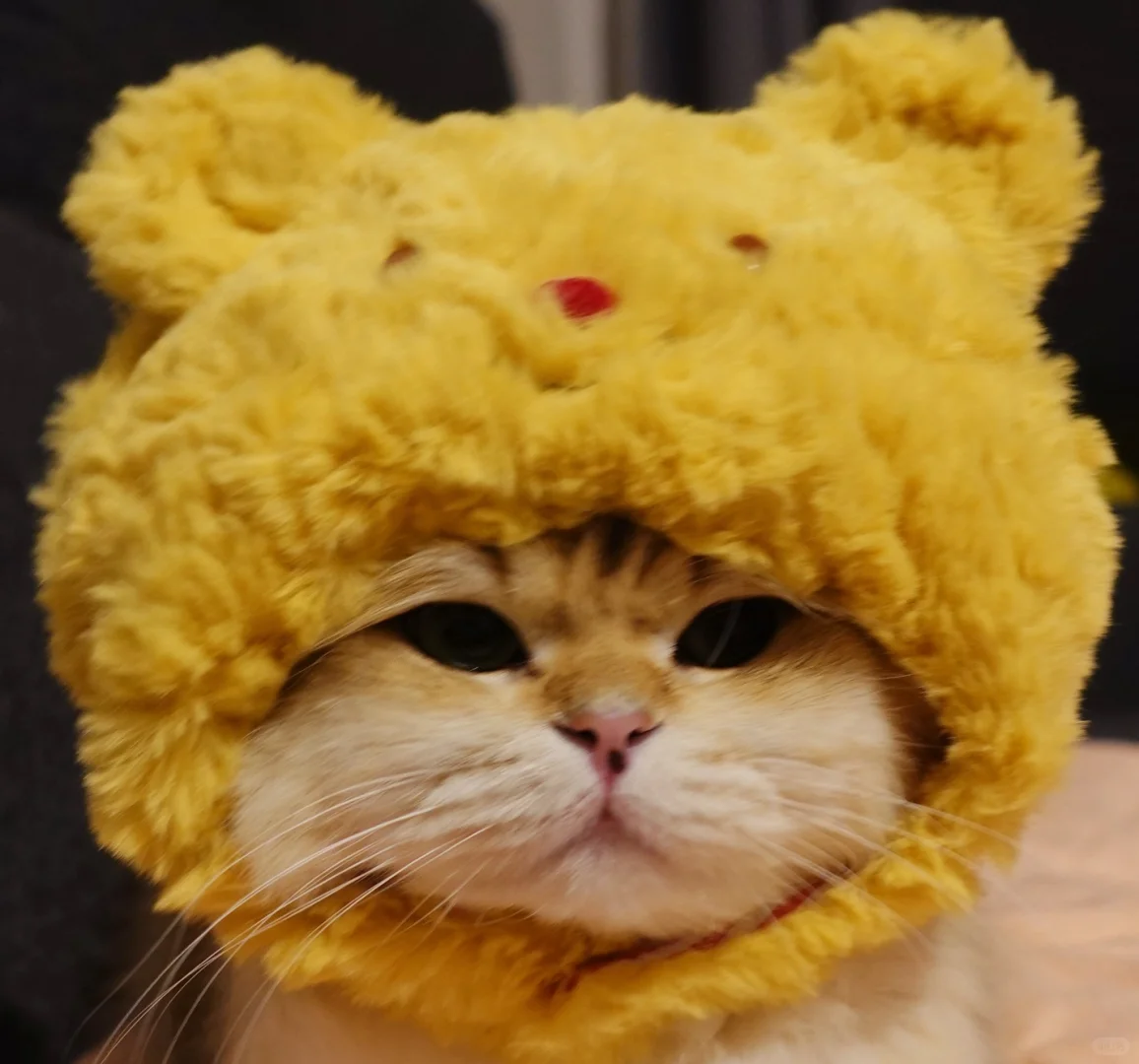 小猫能点痣嘛？变成八嘎猫颜值直线下降📉