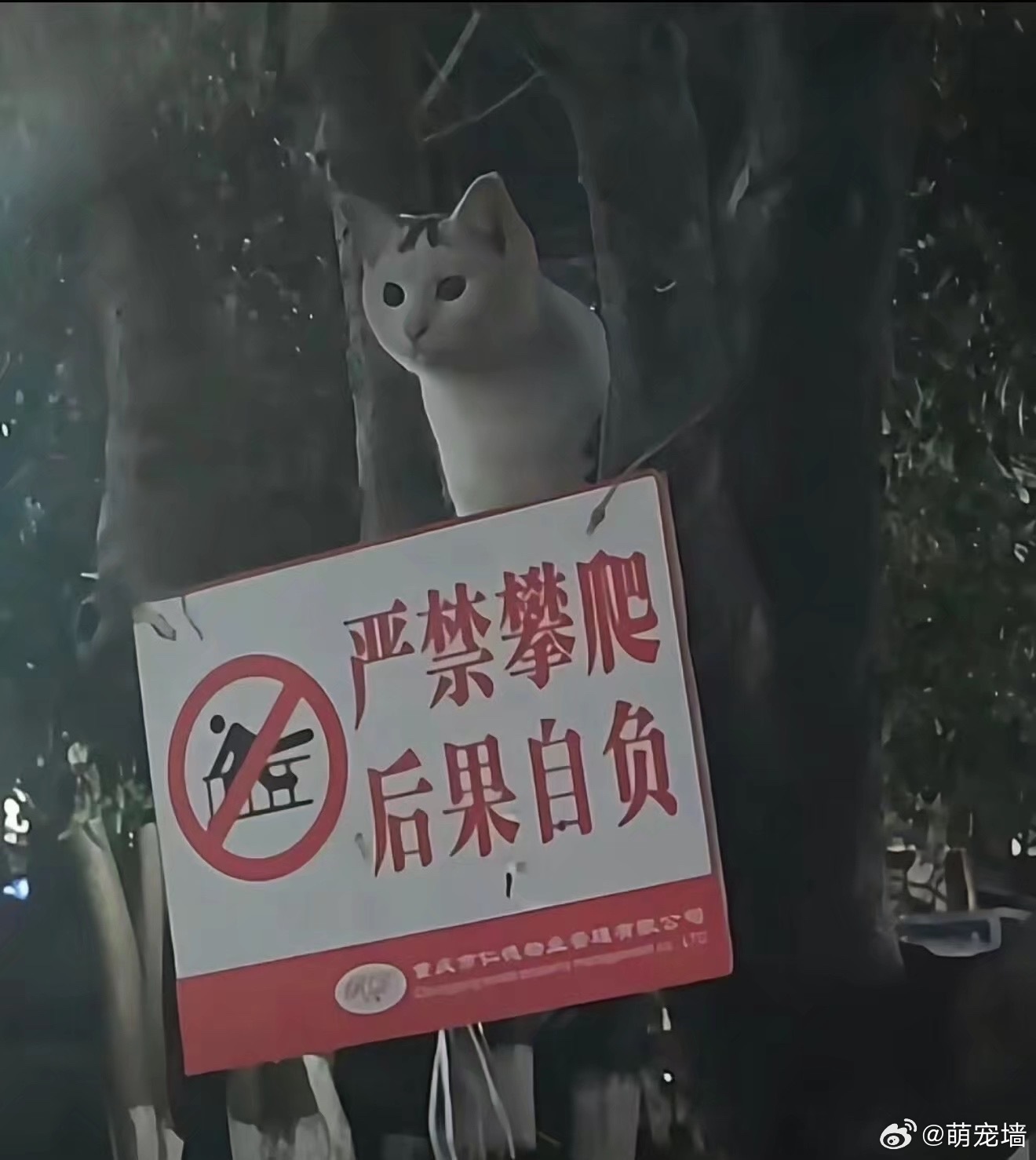 欺负咪不识字 ​​​