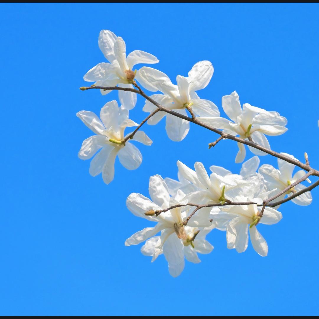 公园里的玉兰花开了！
你可知道
春天的脚步近了，周末有空的话！
记得带孩子一定要