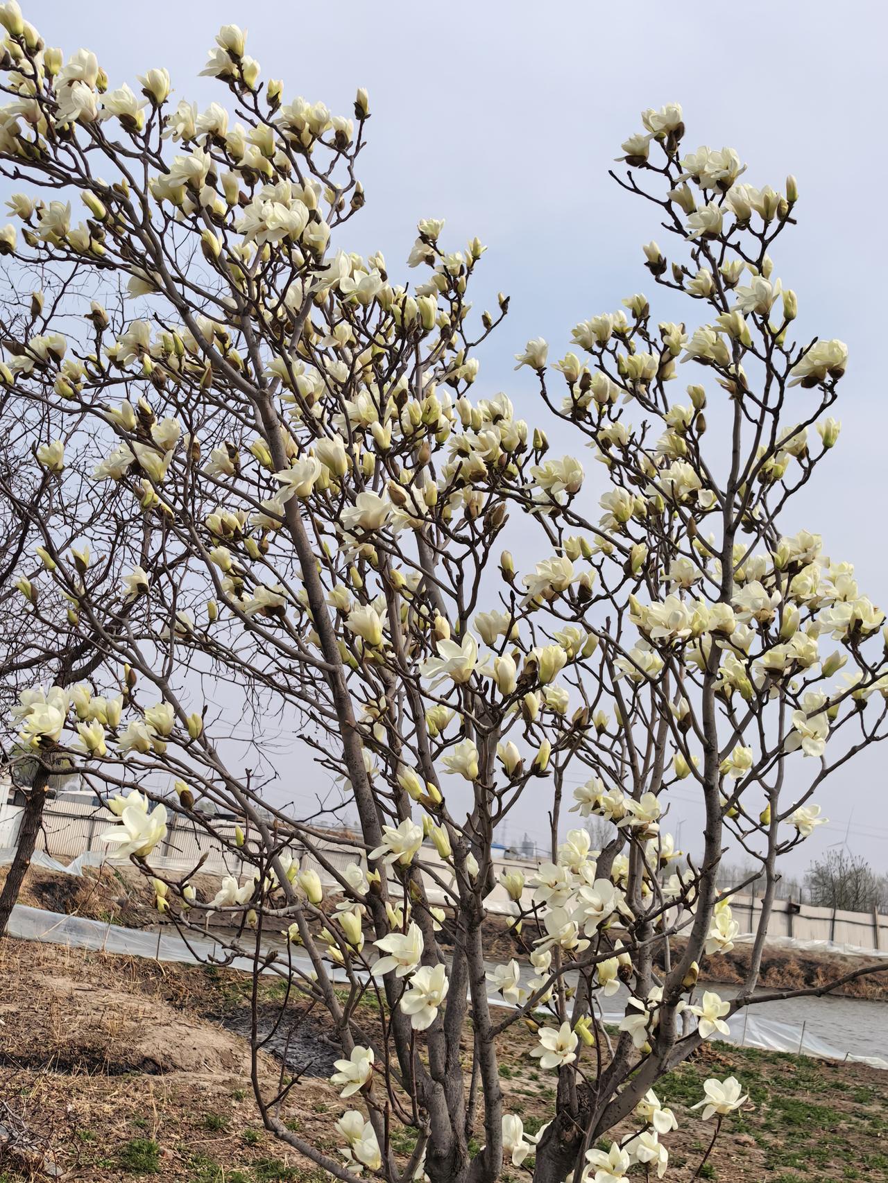 白玉兰花开，香气满院[祈祷][祈祷][祈祷]