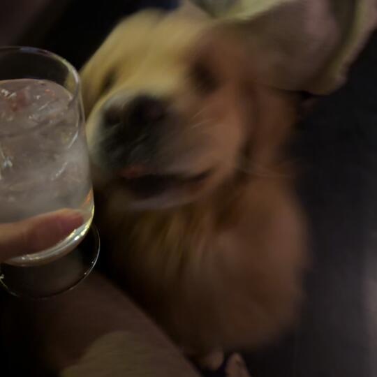 人，狗一开始很想喝酒，但想了想决定不喝了