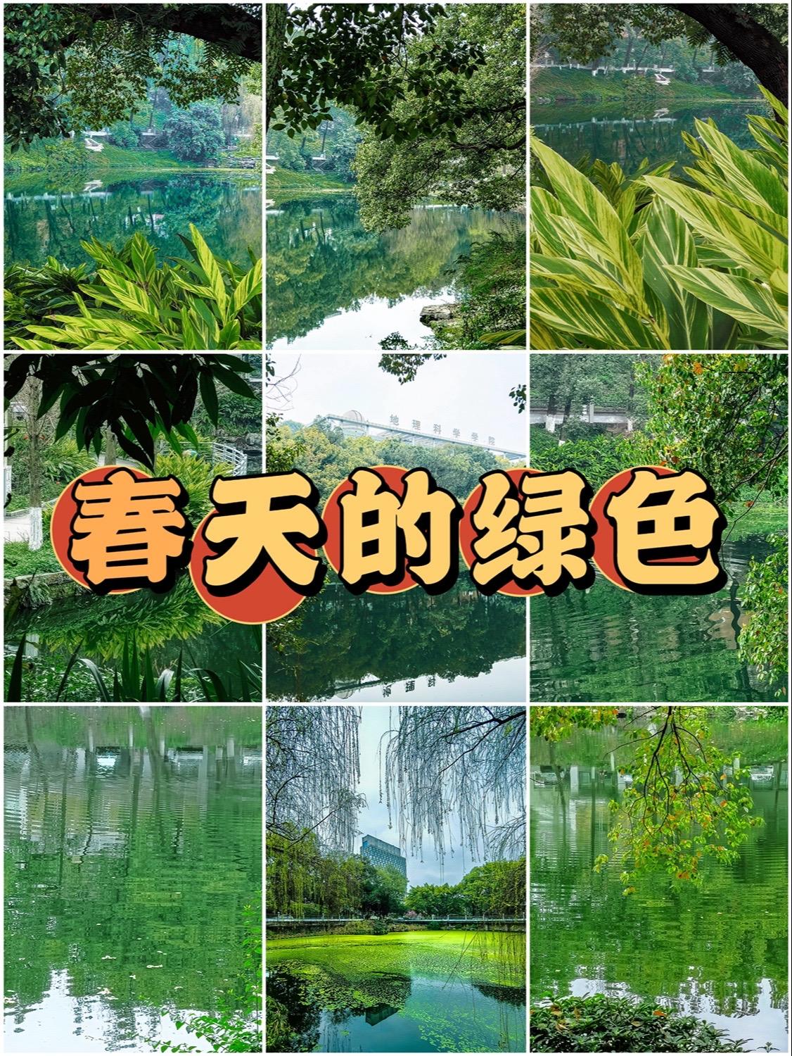 春天的绿色是动人的乐章，唤醒了沉睡的大地。绿色，是大自然的恩赐，是春天最美的颜色。它让人心生欢喜，眼生明亮，仿佛一剂清泉润泽了干涸的心田。在这个季节里，绿色是那样的纯粹美好，让人感受到生命的力量和美好的希望。春天的绿色，如同一首动人的乐章，唤醒了大地的沉睡，唤起了人们对美好的向往。它是大自然的馈赠，也是心灵的抚慰。让我们趁在春光里，感受并记录这份美好吧，让绿色治愈我们的心灵，让春天的美丽永远驻留在我们的记忆中。
----------------------------------
■ 手机：HUAWEI Pocket 2
■ 地址：重庆·北碚
----------------------------------
