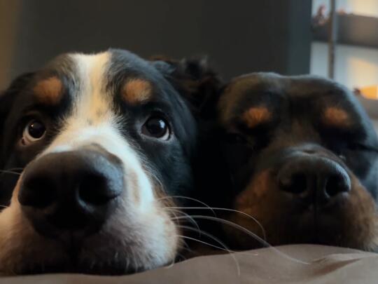 NJ求推荐退租清洁阿姨