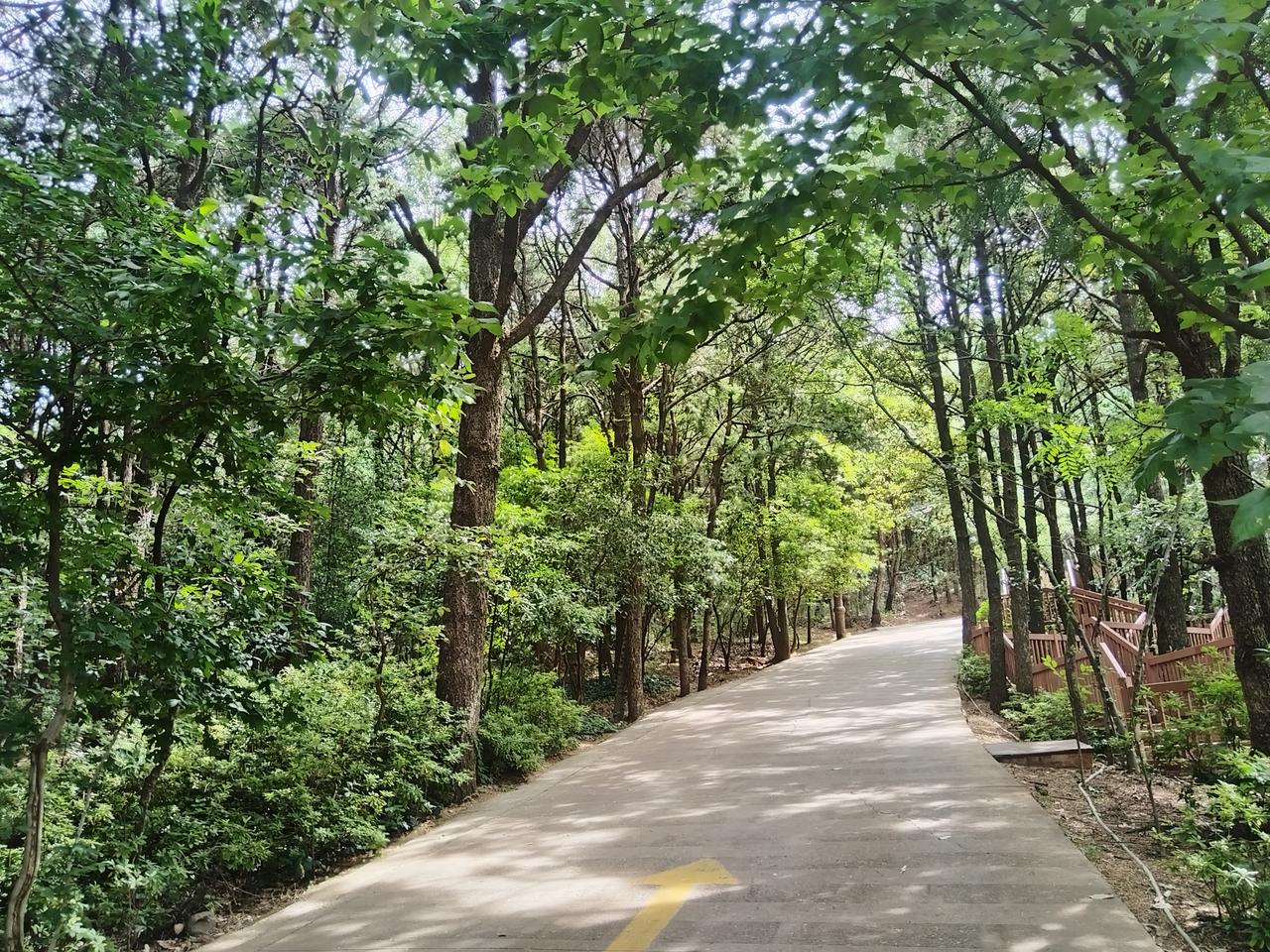 走进森林感受大自然中的美好