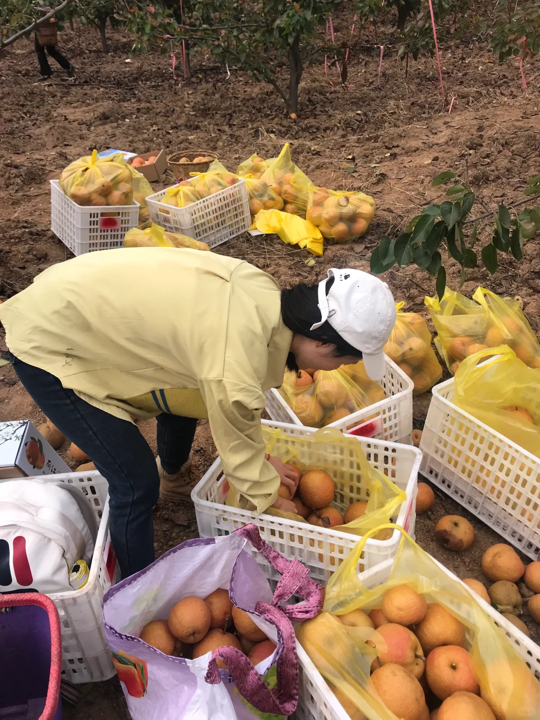 裸辞旅居大理，我从一线女白领变卖梨🍐女