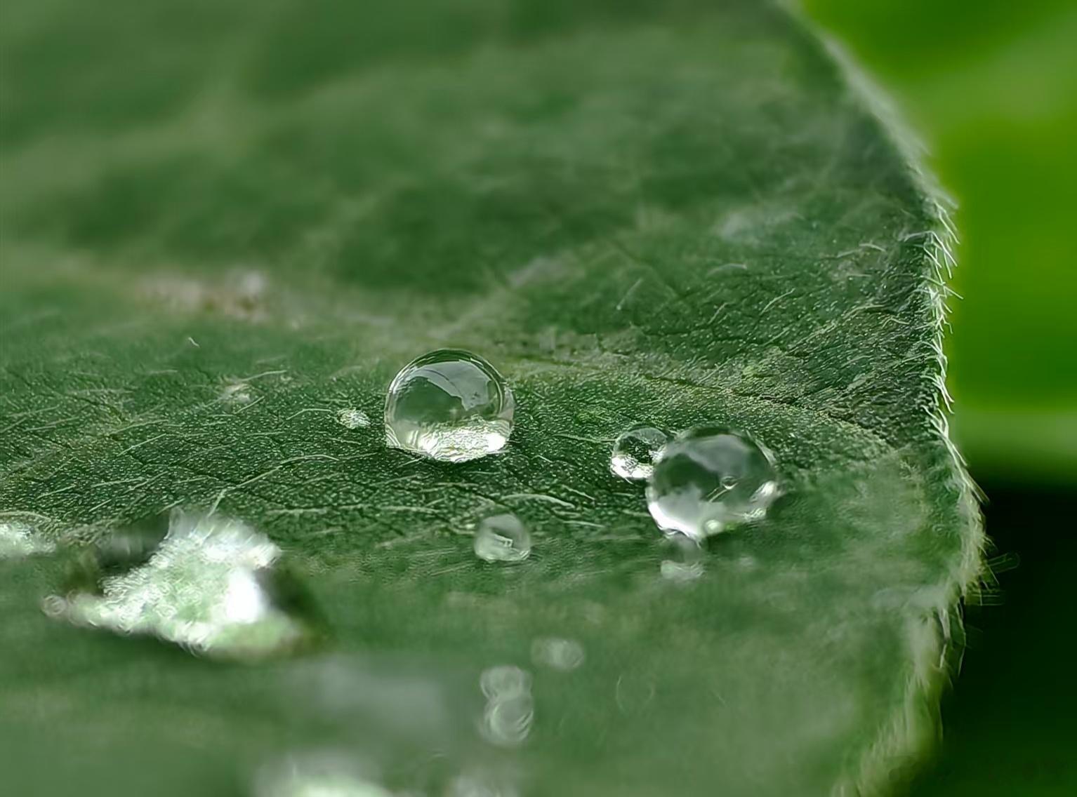 感受一下树叶露水，手机拍摄才能把美的瞬间记录 