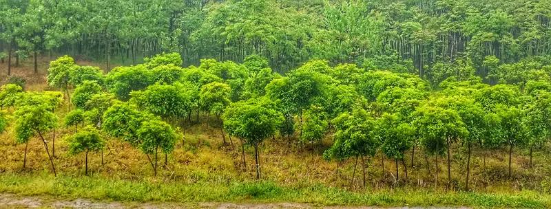 上联：风拂竹岭千枝翠，请您对下联雨洒大把万葱绿