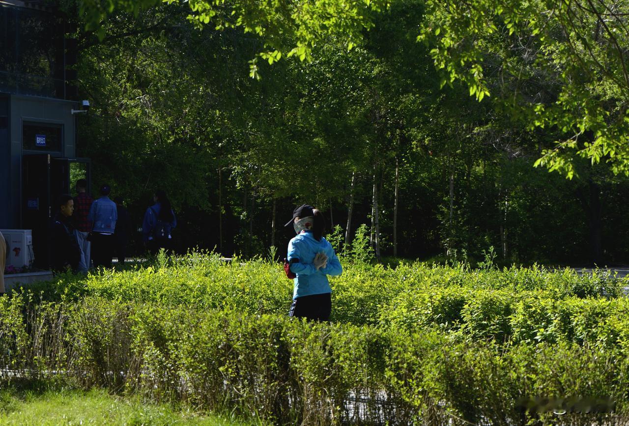 南湖公园四季掠影（五）
夏季景色：