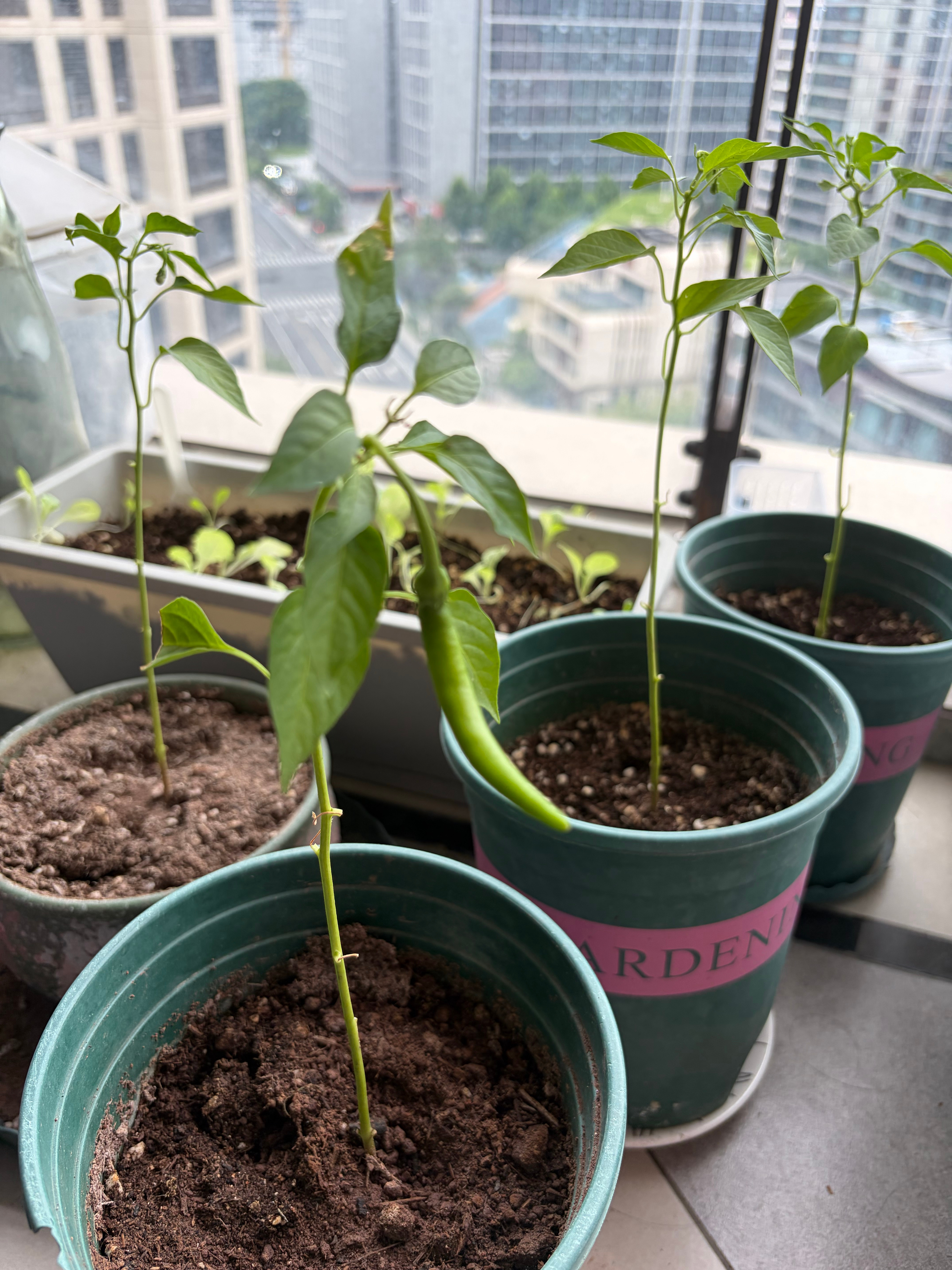 兜爸种的辣椒苗结出小辣椒了，兜兜说要摘下来炒菜吃