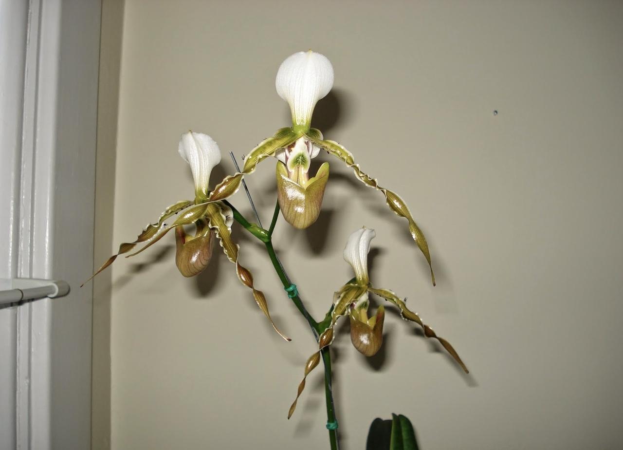 Paphiopedilum dianthum长瓣兜兰
原生分布
中国广西、云南东
