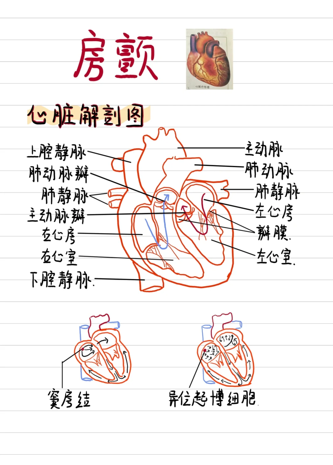 手绘笔记-护资必考❤️房颤➕心搏周期