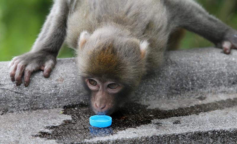 如何看待贵州遵义一棵树形似“大圣归来” 贵州遵义一棵树形似“大圣归来” 贵州遵义