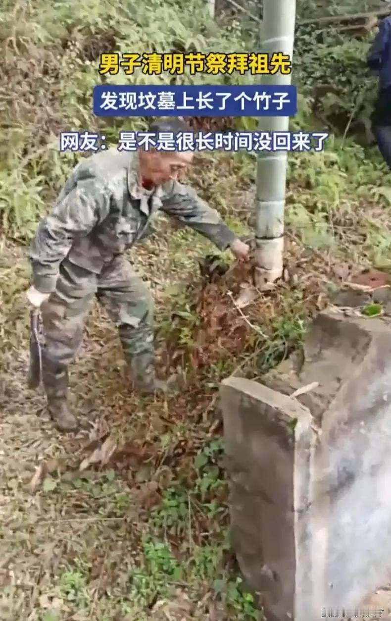 祖坟上长了一根竹子。这是吉兆还是凶兆？江西一男子清明祭祖，发现祖坟上长了密密麻麻