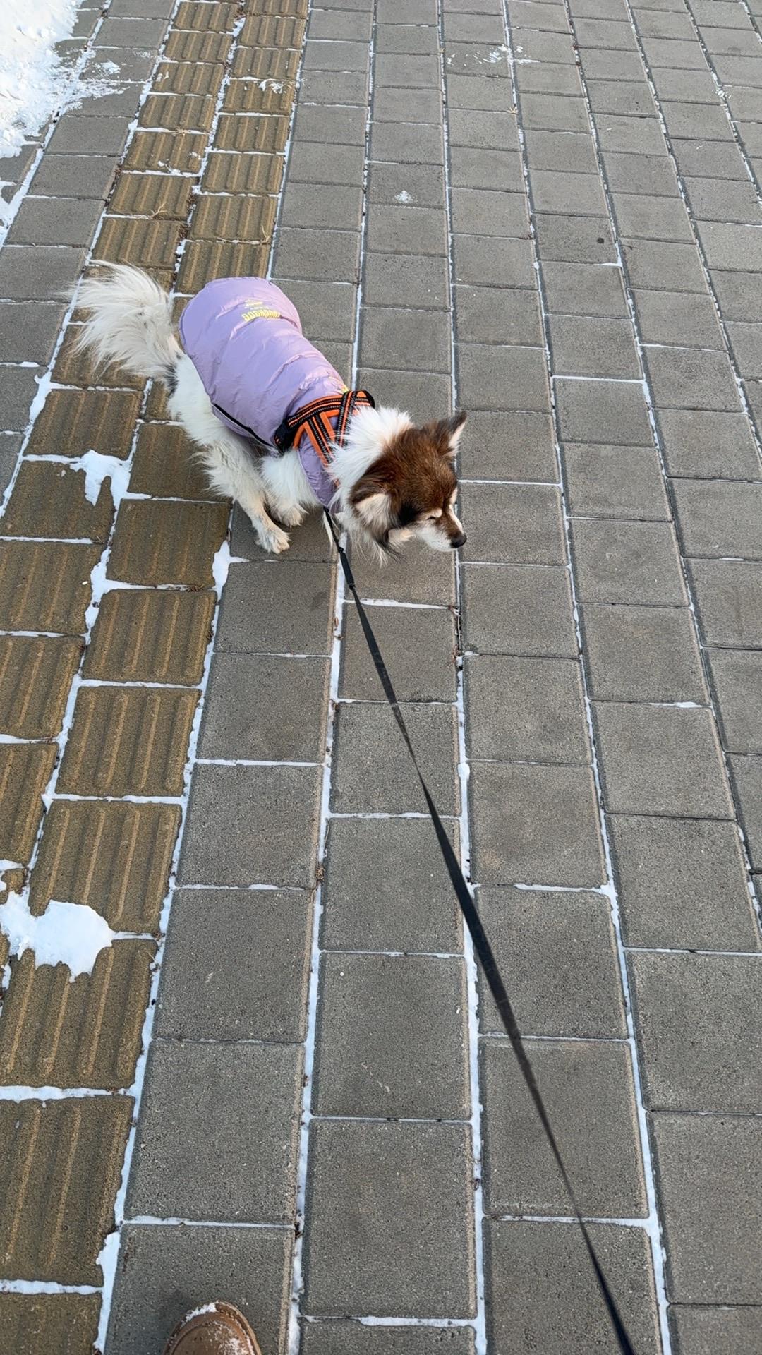 东北下雪天，适合干什么遛狗啊！雪地撒欢，[呲牙]人狗都快乐！