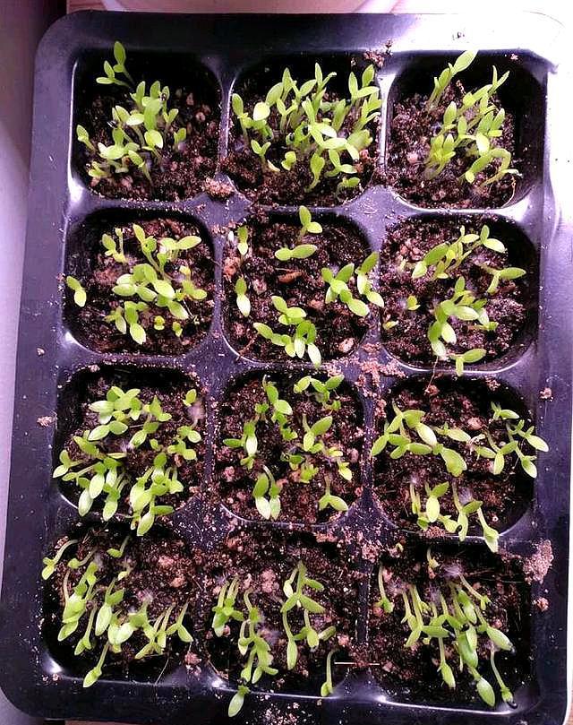 高温天移栽菜苗，这样缓苗成活率更高——
 
眼下天气炎热、日照强烈，空气也格外干