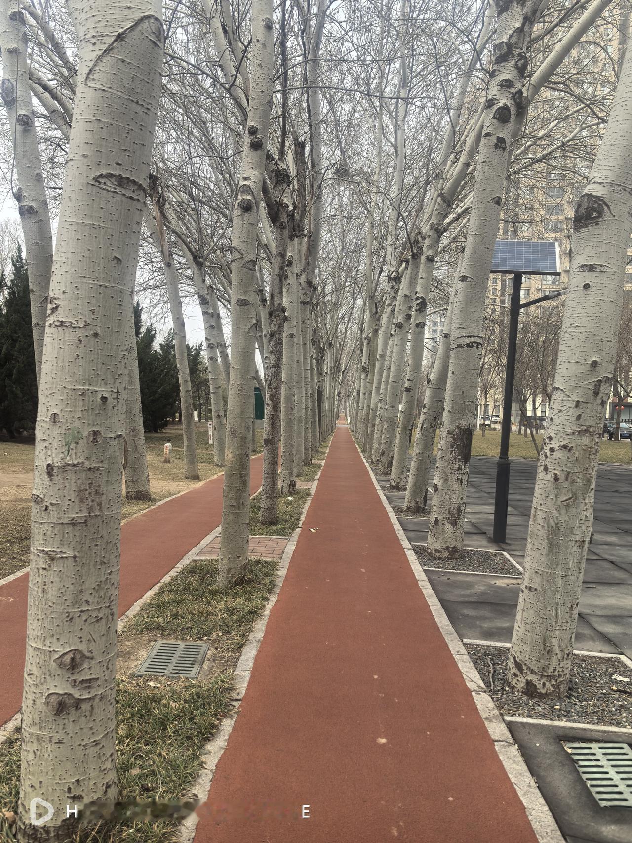 中午没有午睡的习惯，倒是喜欢上了骑行。饭后半小时，出来骑行四十分钟，既锻炼了身体