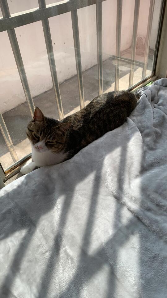 小猫可以巧妙避开我准备的窝