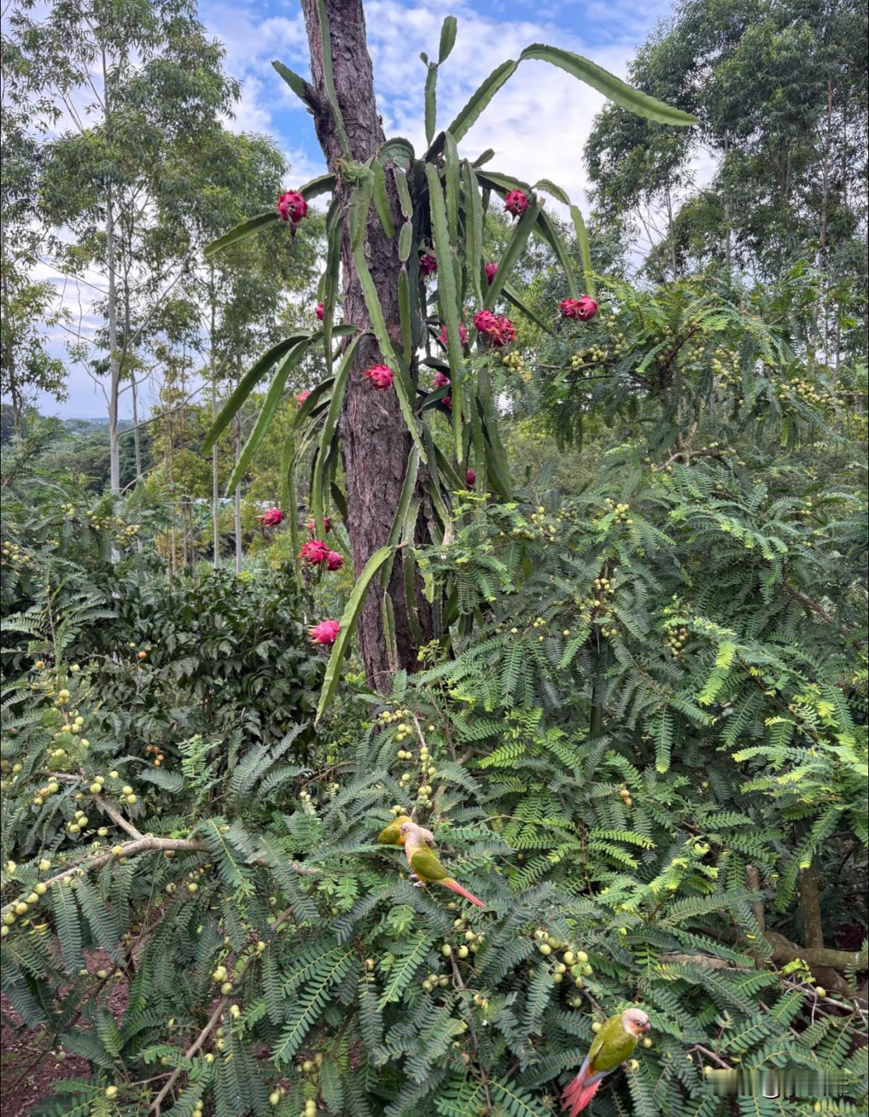 这里有哪些果子？