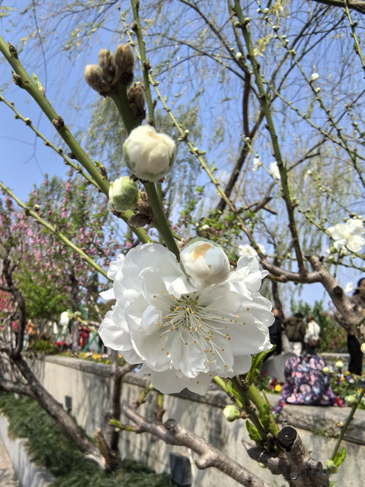 柳桥春色浓，桃花满园开。西湖公园白色的桃花，在一众姹紫嫣红中显得卓然不同，素雅、