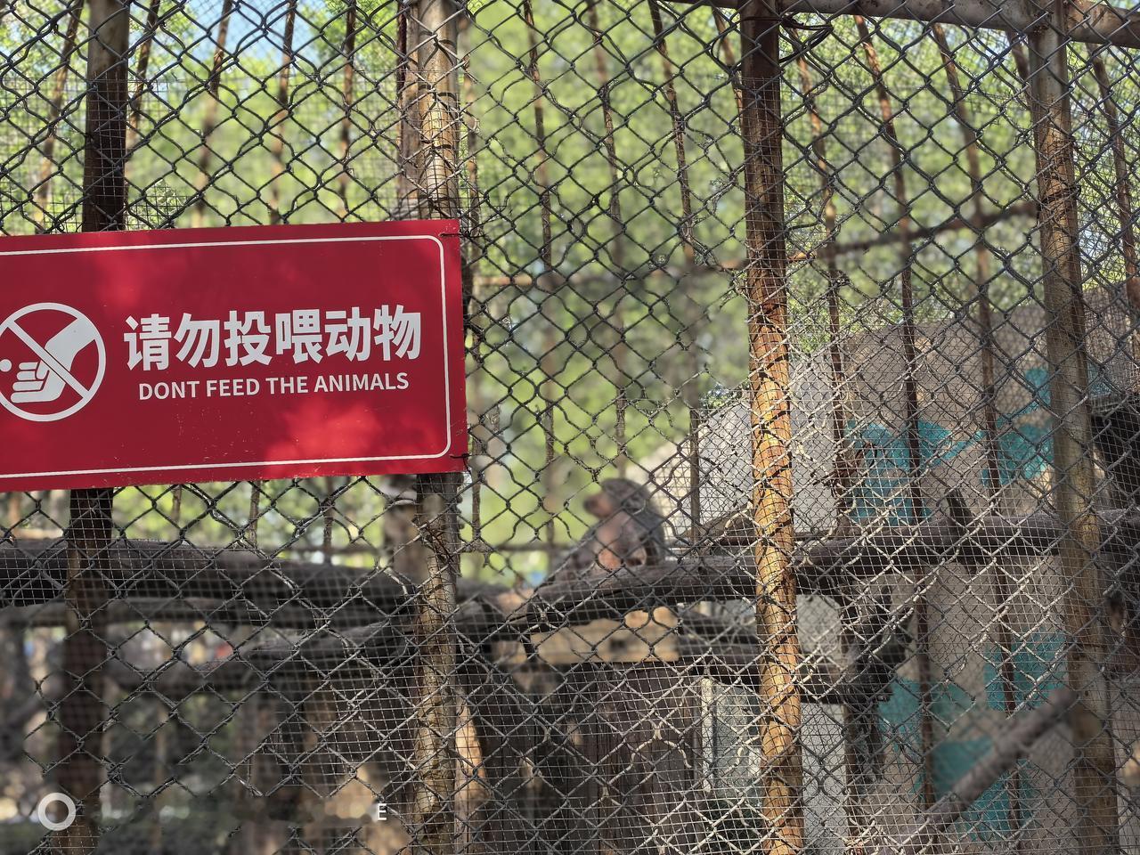 你会在动物园里投喂动物吗？