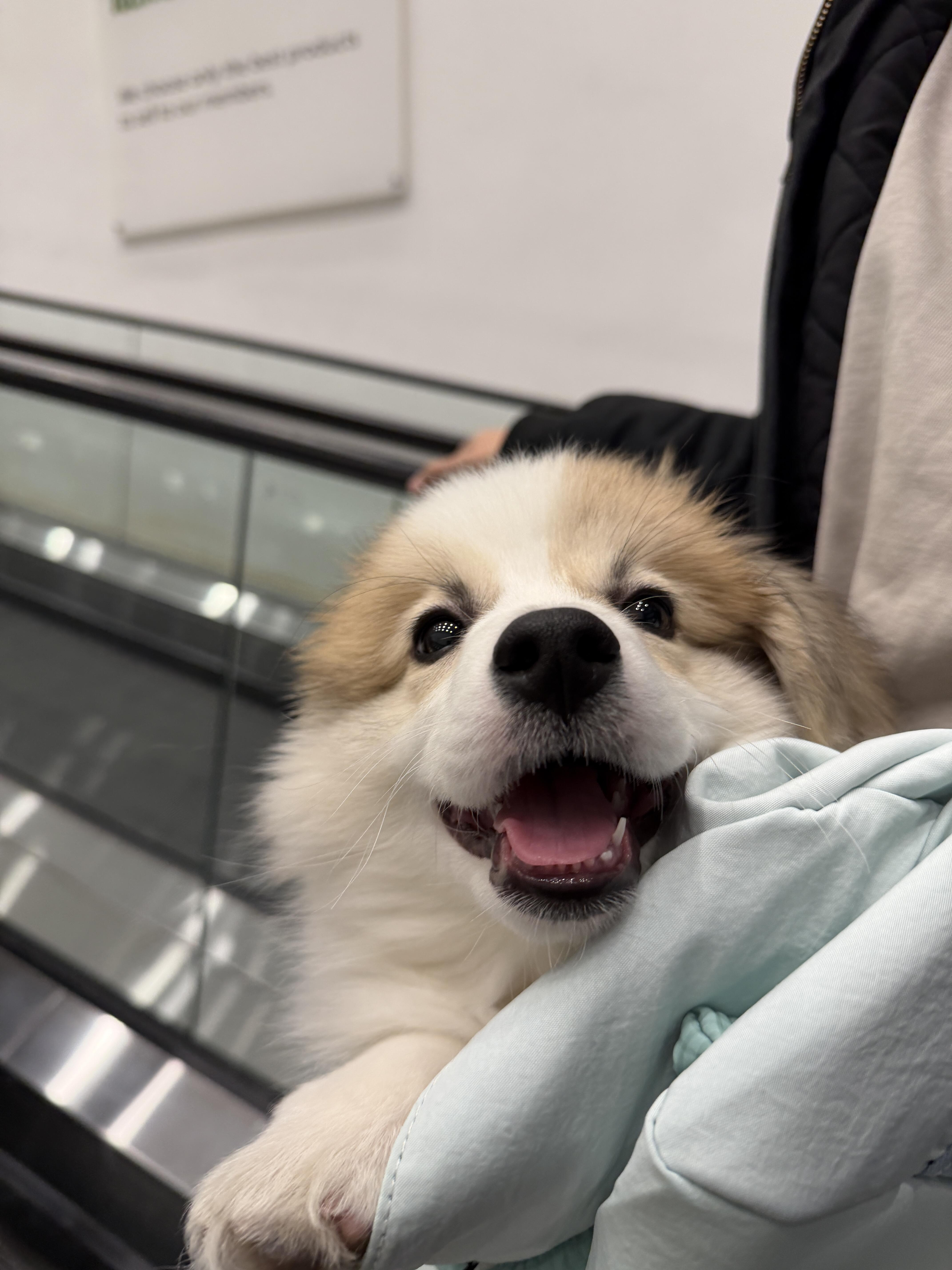 小狗：妈妈带我去超市咯！ 