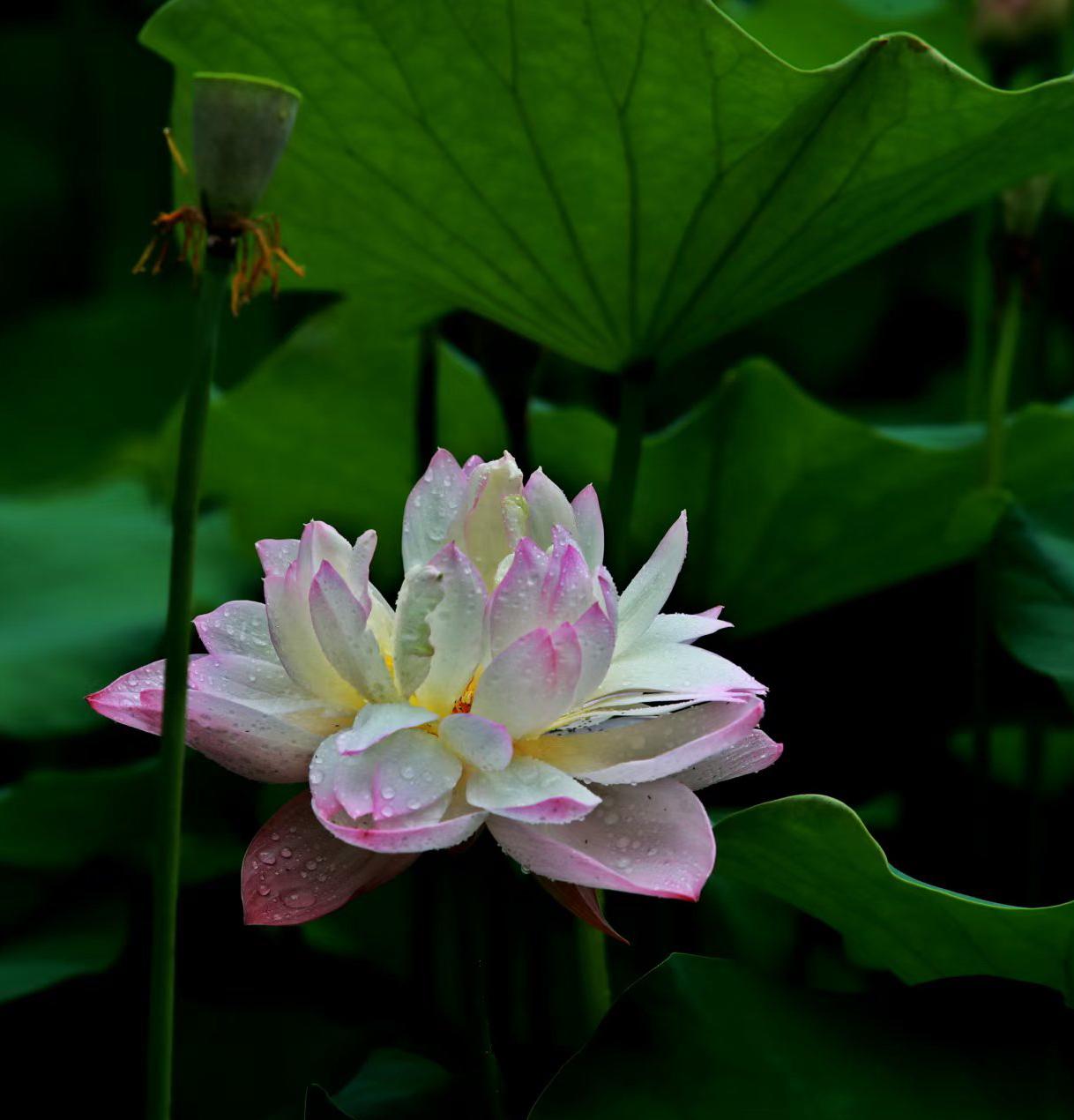 （原创）
又见荷韵……