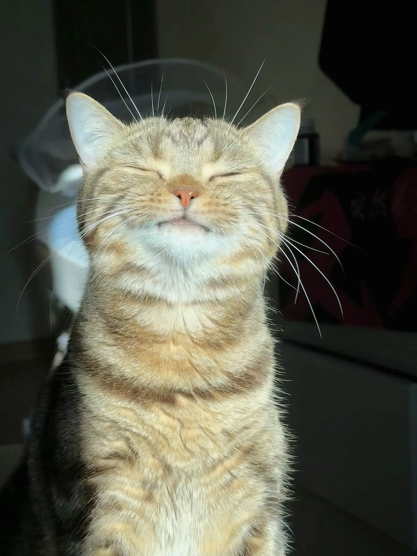阳光下的小猫咪真的很治愈！！好爱！