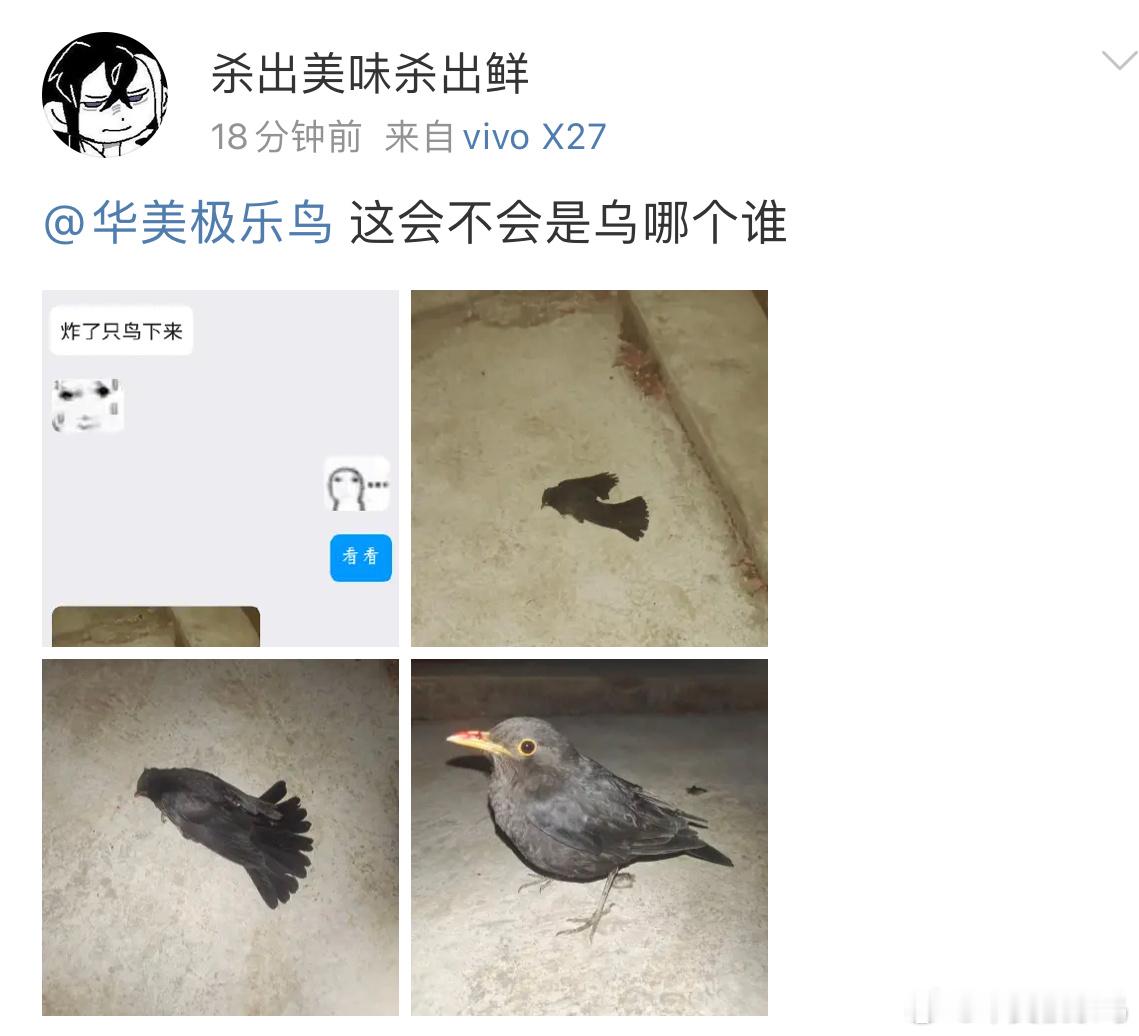 ？？？放烟花 崩到了一只乌鸫…嘴巴的血感觉也有可能是撞到玻璃了让鸫鸫休息会应该能