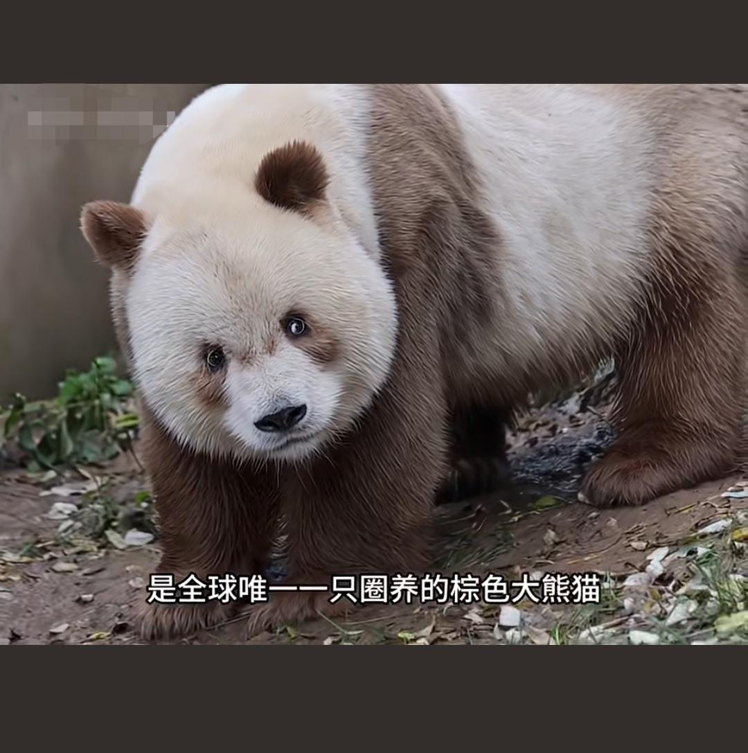 棕色大熊猫七仔：野萌战神自带八百个心眼子
 
秦岭独苗棕色大熊猫七仔，毛乎乎像裹