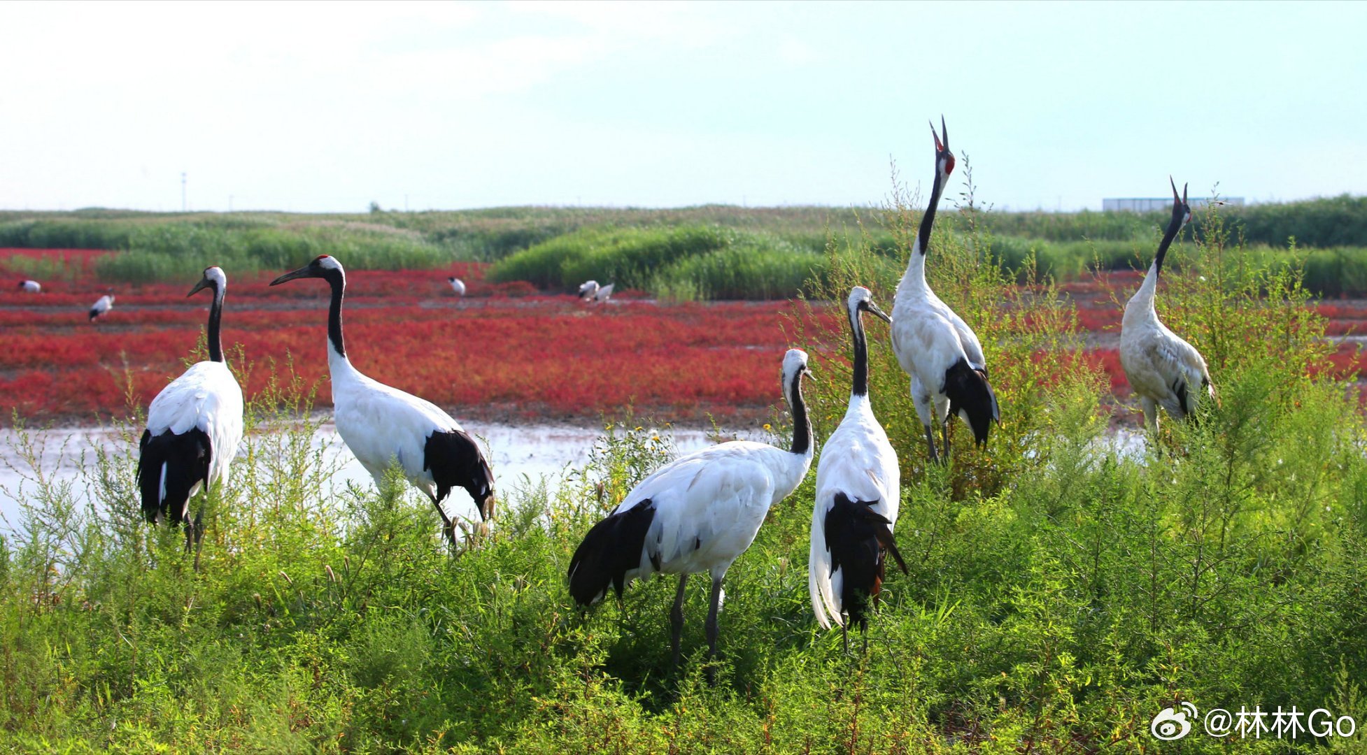 做沈阳老铁的好邻居，华晨宝马捐资守护沈阳及辽河口双湿地。看着美好的生态环境，心里