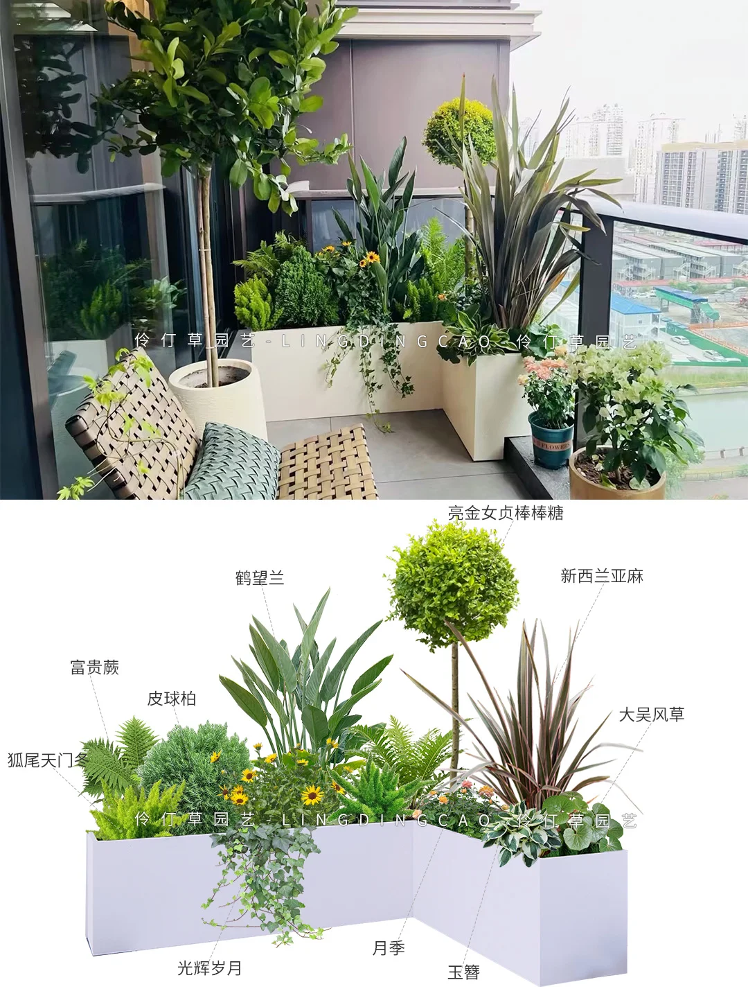 建议收藏🌟低维护阳台花箱绿植造景
