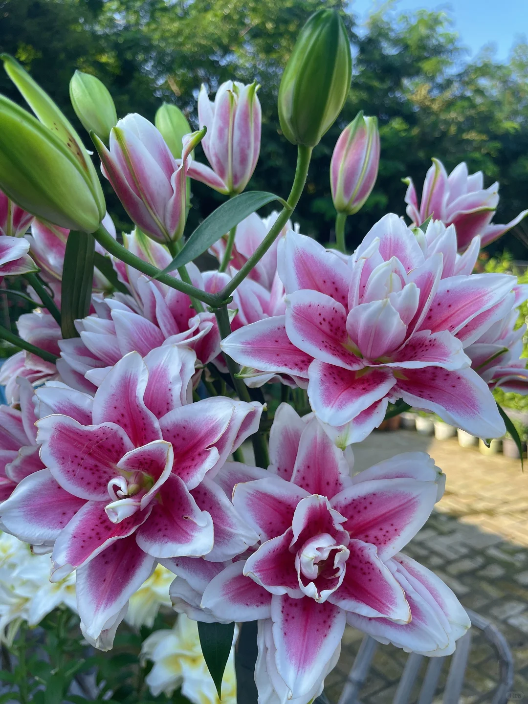 萨曼莎
