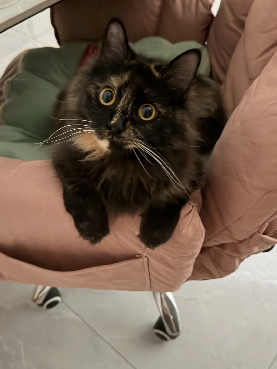 这长相算猫届美女嘛？