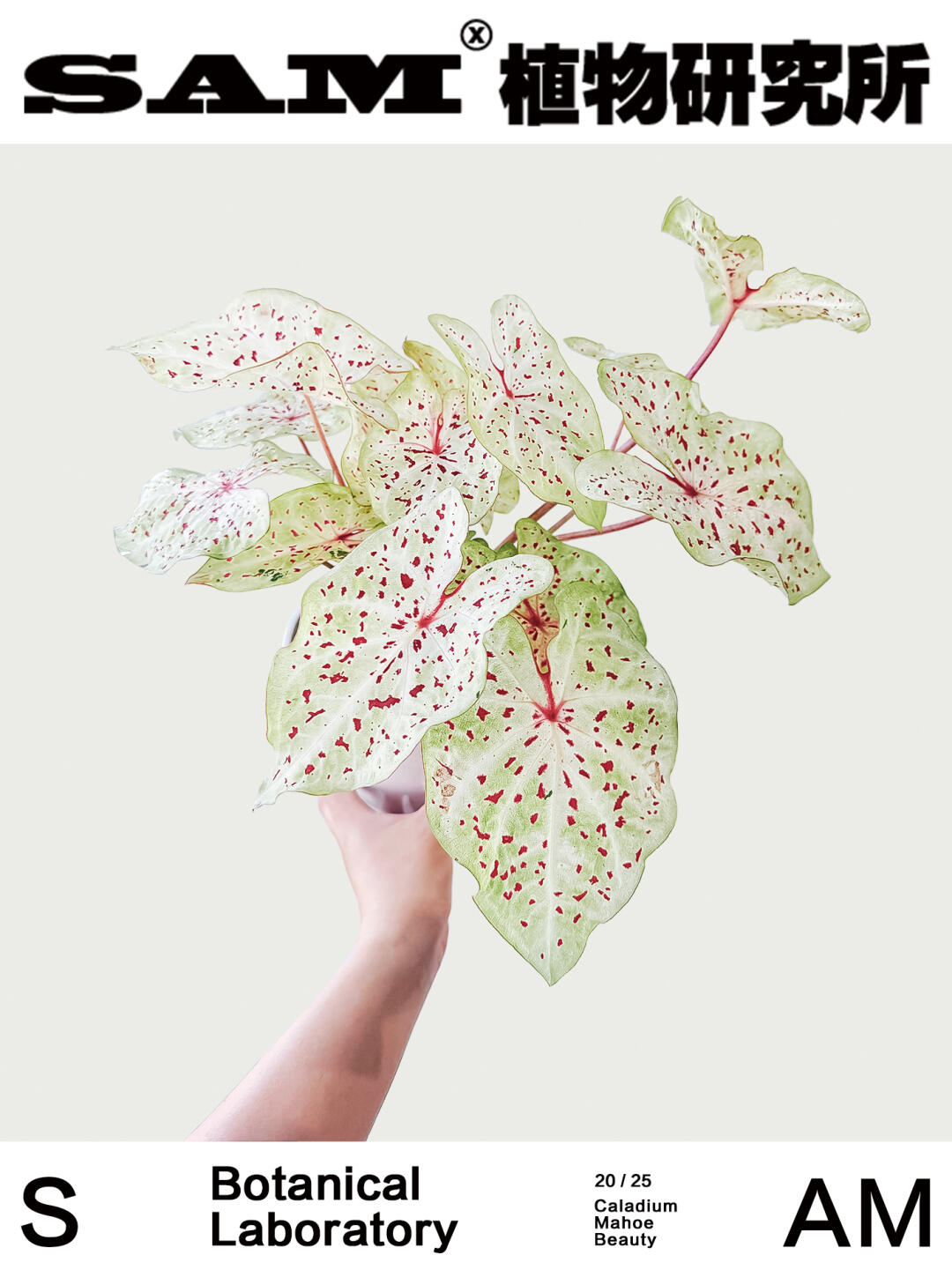 马菲特淑女｜Caladium 'Mahoe Beauty'