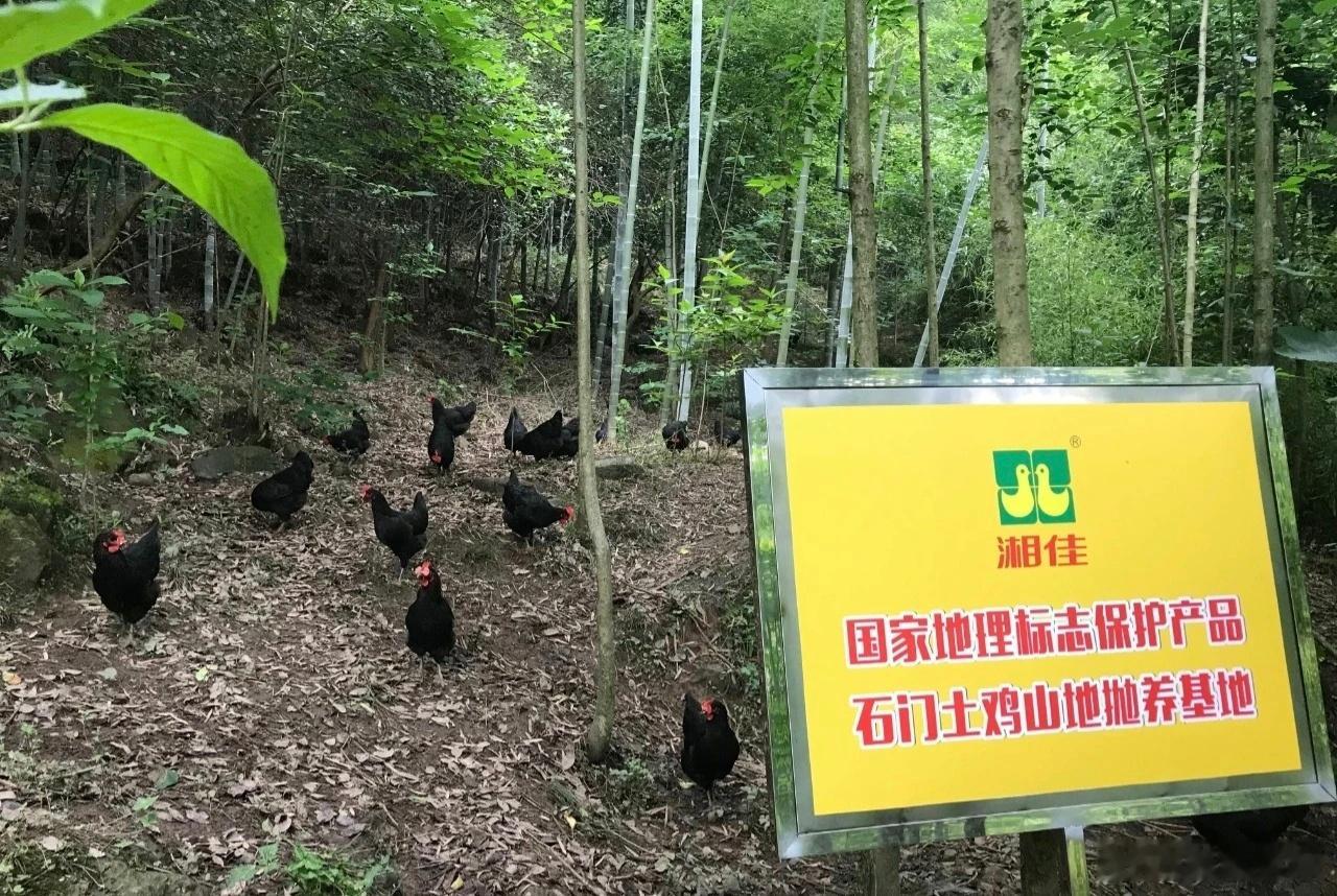 看一饭封神被安利湖南常德石门土鸡一饭封神 刷到一饭封神石门土鸡片段直接心动，湖南