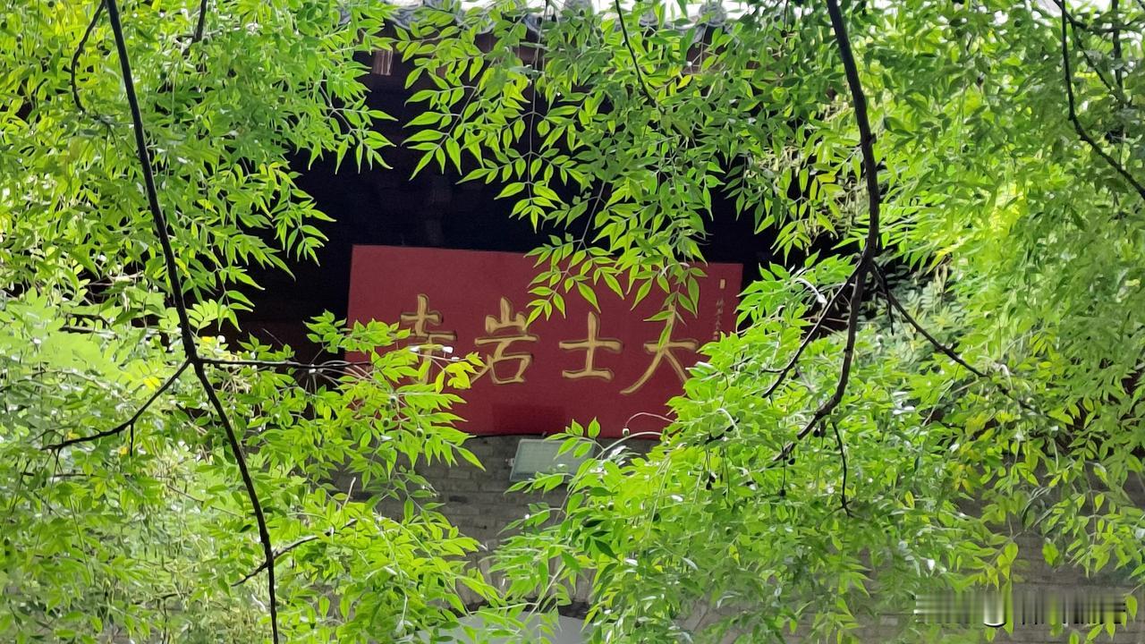 #随手拍摄的花草树木#