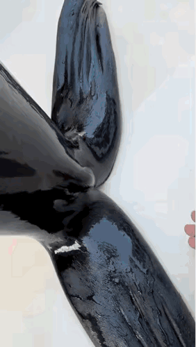 别被眼睛骗了！👀 👀

原来这些海洋萌物不是光溜溜的！海豹的皮肤不是光溜溜的