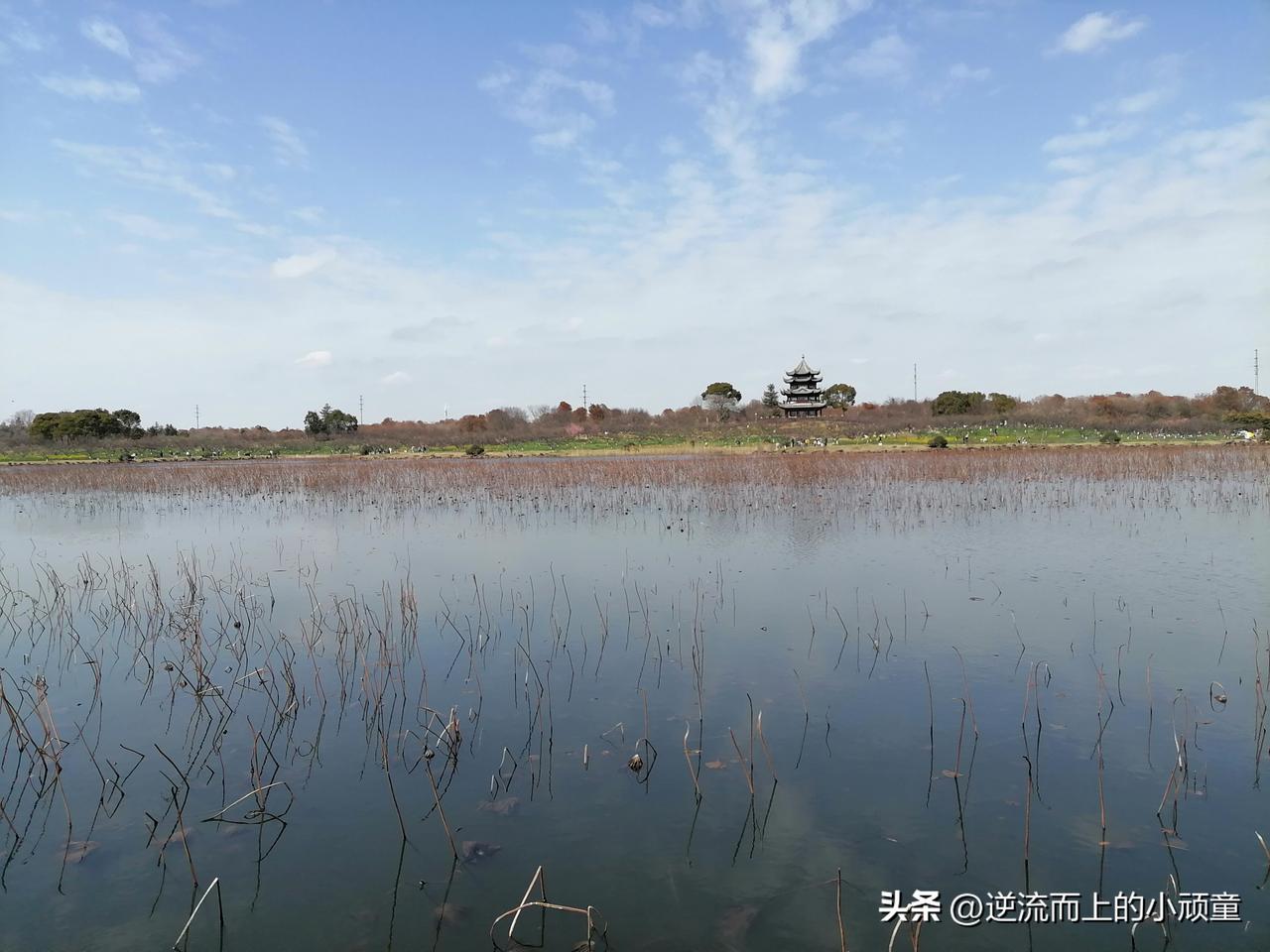 在资金有限的情况下，将有限的资源集中投资于行业龙头，是更为审慎和高效的选择。龙头