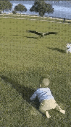 这鹰也太凶了！竟想直接把小孩叼走，万幸的是狗狗拼死拖住孩子，宝妈及时赶到，这只毛