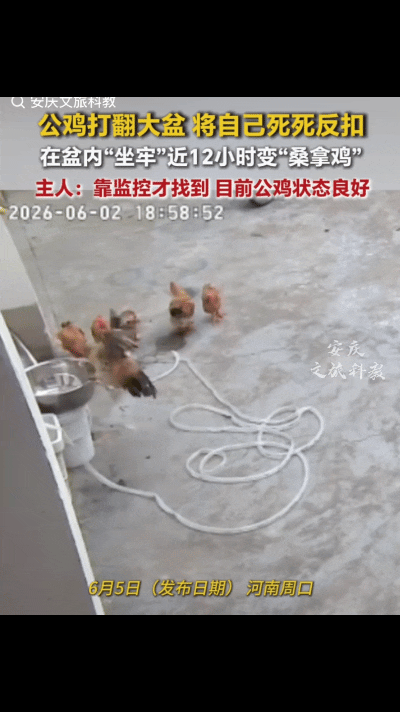 “笑不活了！”近日，河南周口，一户人家院里，主人发现自家养的几只鸡中的一只公鸡不