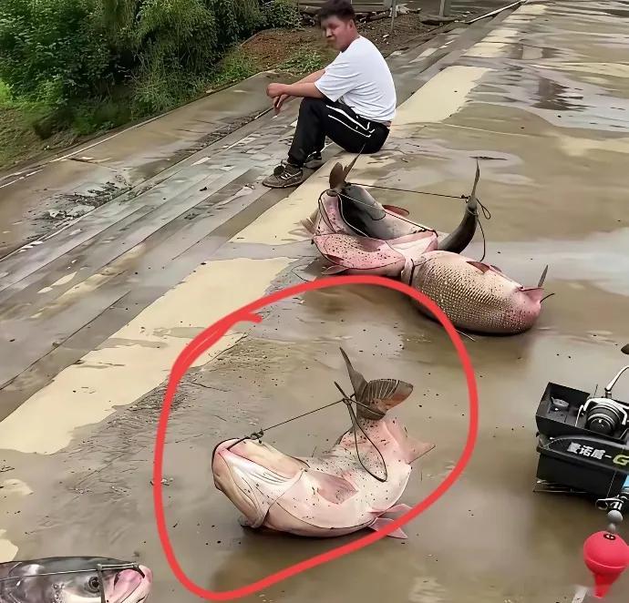 有没有钓鱼高手？我想请问一下，为什么这个男子要把鱼这样绑住呢？让头和尾都翘起来，